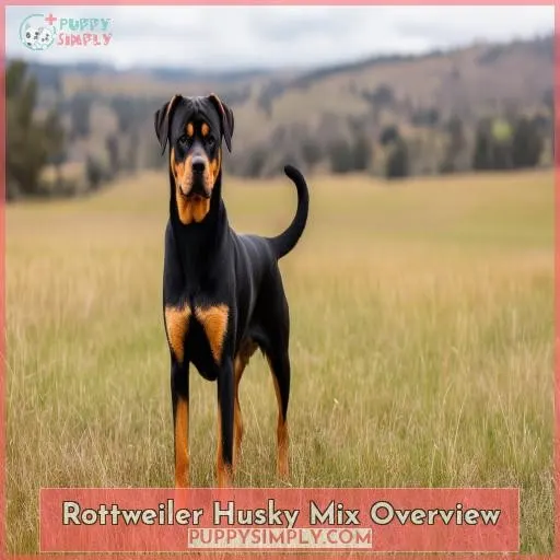 Rottweiler Husky Mix Overview