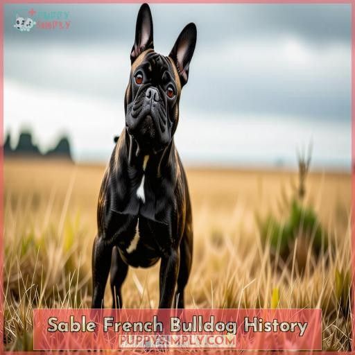 Sable French Bulldog History