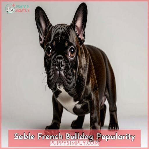 Sable French Bulldog Popularity
