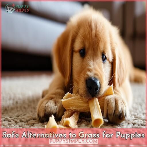 Safe Alternatives to Grass for Puppies