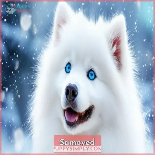 Samoyed