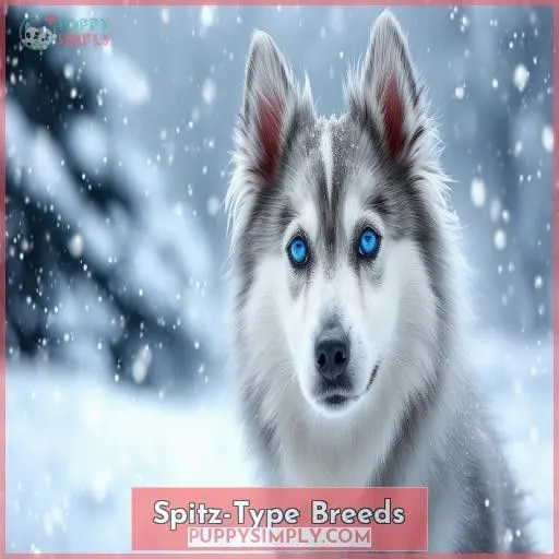 Spitz-Type Breeds