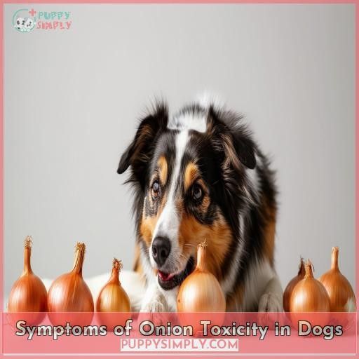 Symptoms of Onion Toxicity in Dogs