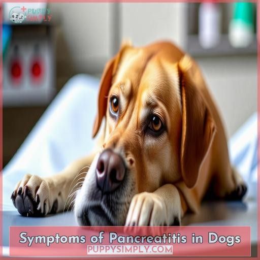 Symptoms of Pancreatitis in Dogs