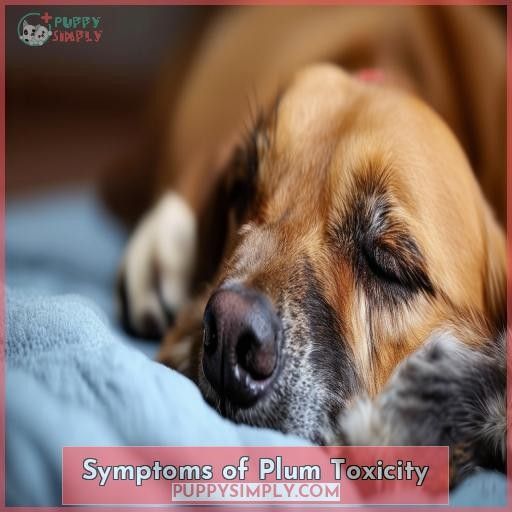 Symptoms of Plum Toxicity