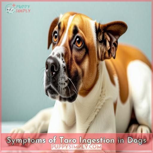 Symptoms of Taro Ingestion in Dogs