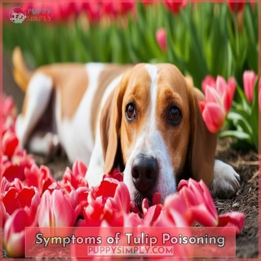 Symptoms of Tulip Poisoning