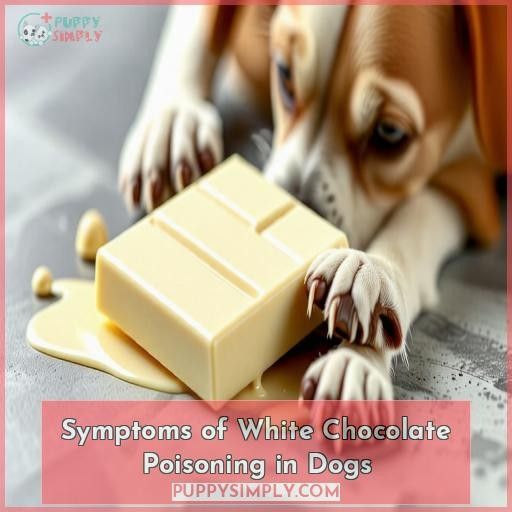 Symptoms of White Chocolate Poisoning in Dogs
