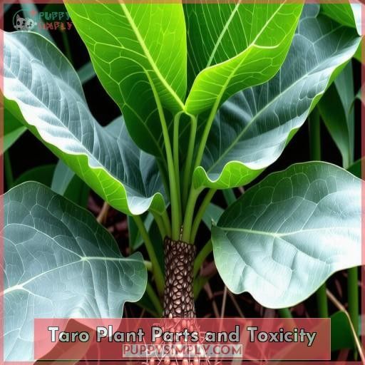 Taro Plant Parts and Toxicity