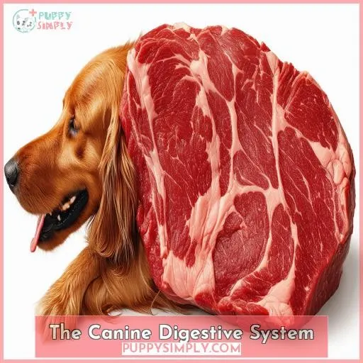 The Canine Digestive System