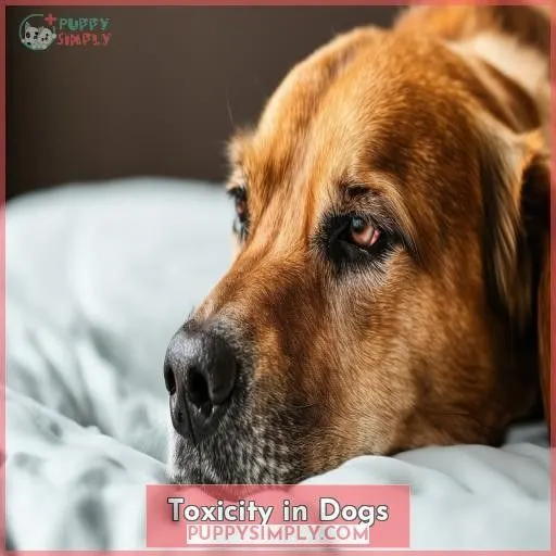 Toxicity in Dogs
