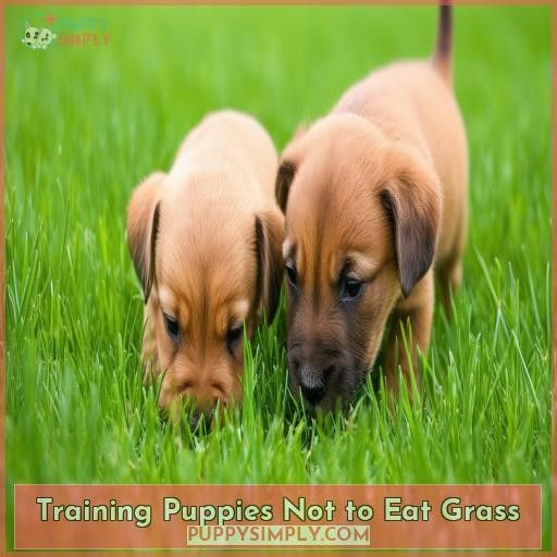 Training Puppies Not to Eat Grass