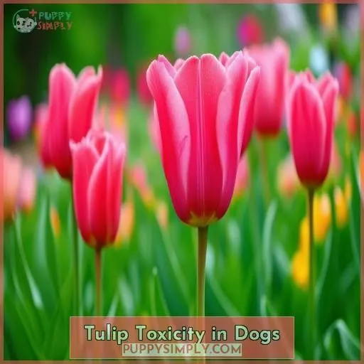 Tulip Toxicity in Dogs