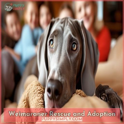 Weimaraner Rescue and Adoption