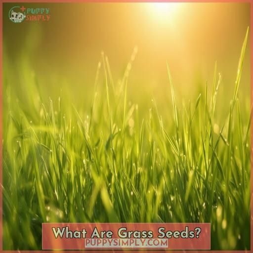 What Are Grass Seeds What Are Grass Seeds