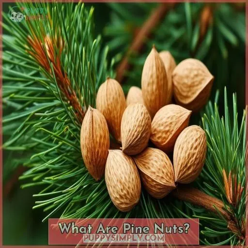 What Are Pine Nuts