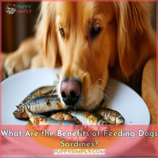 What Are the Benefits of Feeding Dogs Sardines