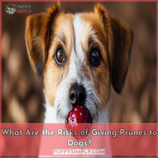 What Are the Risks of Giving Prunes to Dogs