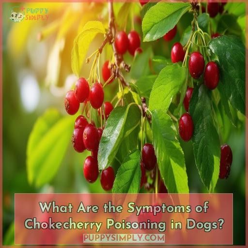What Are the Symptoms of Chokecherry Poisoning in Dogs