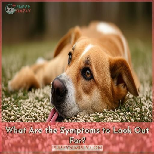 What Are the Symptoms to Look Out For What Are the Symptoms to Look Out For