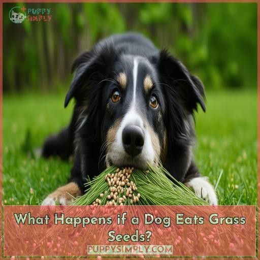 What Happens if a Dog Eats Grass Seeds