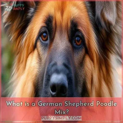 What is a German Shepherd Poodle Mix