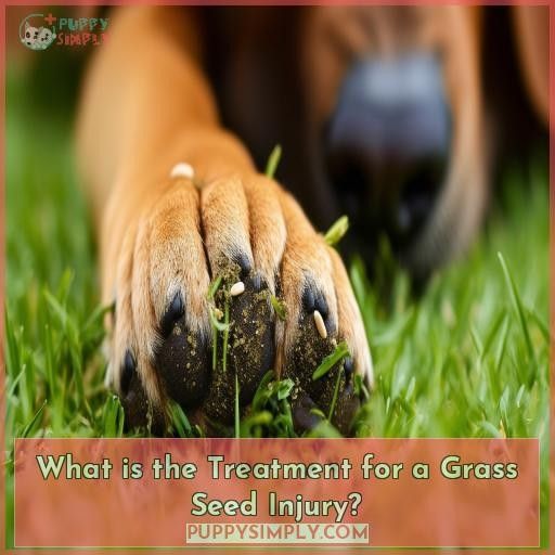 What is the Treatment for a Grass Seed Injury
