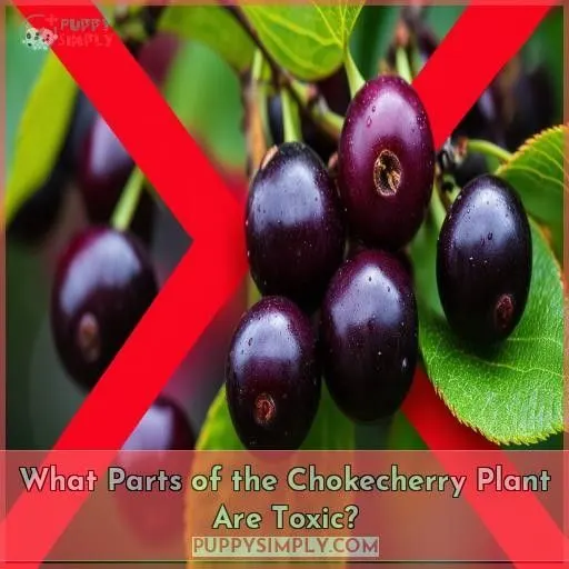 What Parts of the Chokecherry Plant Are Toxic