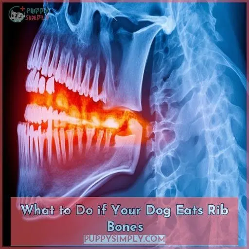 What to Do if Your Dog Eats Rib Bones