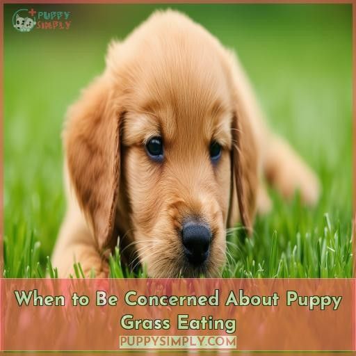 When to Be Concerned About Puppy Grass Eating