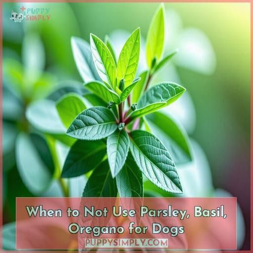 When to Not Use Parsley, Basil, Oregano for Dogs
