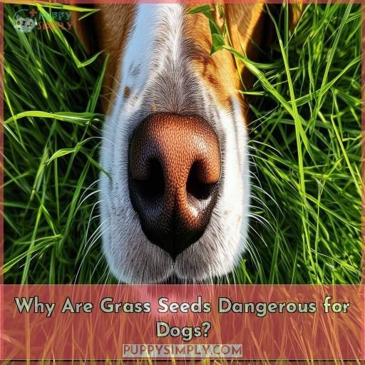 Can Dogs Eat Grass Seed? The Surprising Dangers and What to Watch For