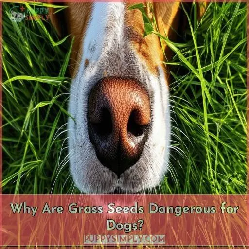 Why Are Grass Seeds Dangerous for Dogs