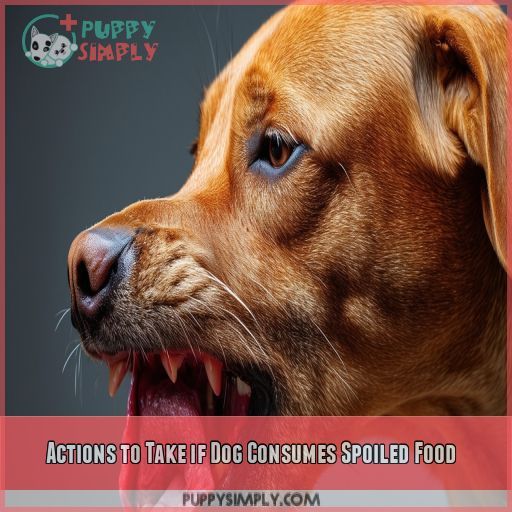 Actions to Take if Dog Consumes Spoiled Food