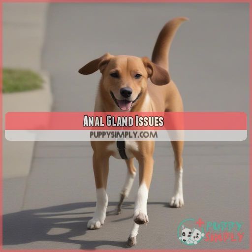 Anal Gland Issues