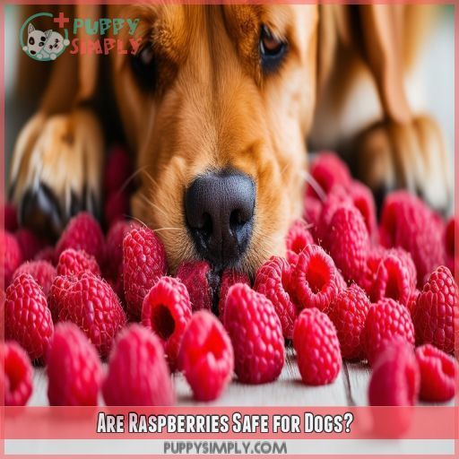 Are Raspberries Safe for Dogs