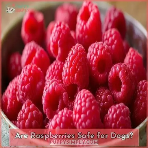 Are Raspberries Safe for Dogs