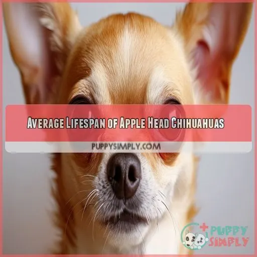 Average Lifespan of Apple Head Chihuahuas
