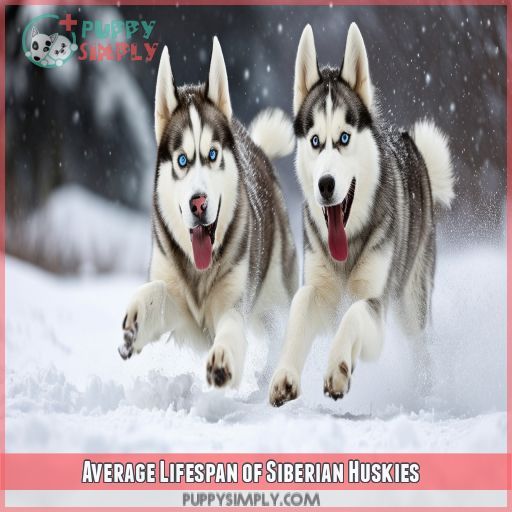 Average Lifespan of Siberian Huskies