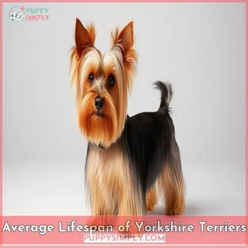 Average Lifespan of Yorkshire Terriers