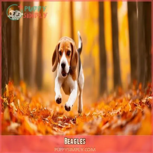 Beagles