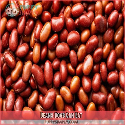 Beans Dogs Can Eat
