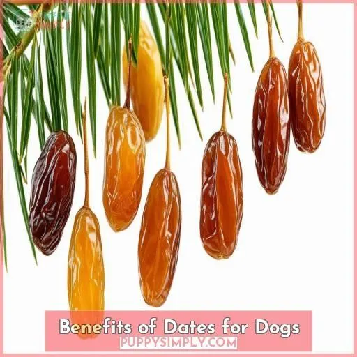Benefits of Dates for Dogs