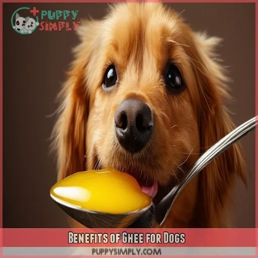 Benefits of Ghee for Dogs