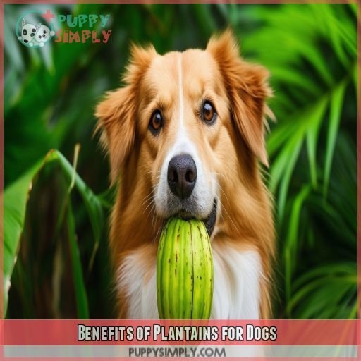 Benefits of Plantains for Dogs