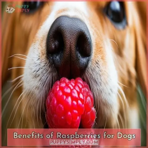 Benefits of Raspberries for Dogs