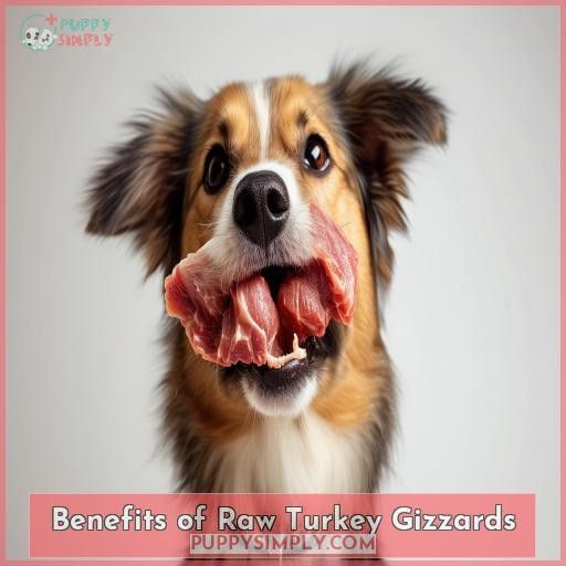 Benefits of Raw Turkey Gizzards
