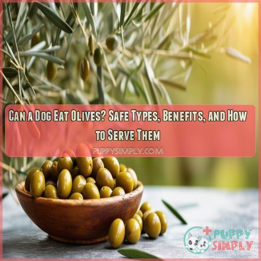 can a dog eat olives