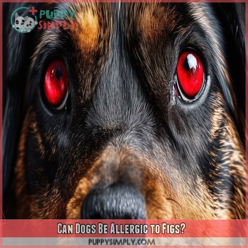 Can Dogs Be Allergic to Figs