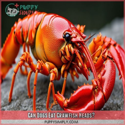 Can Dogs Eat Crawfish Heads